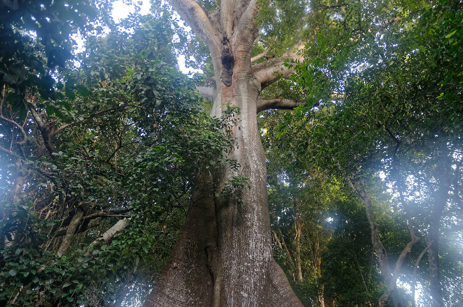 Ceiba pentandra